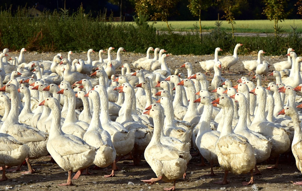 bird infestation Milton Keynes